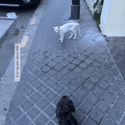 Photo 1/1 Chat trouvé Trouvé à Paris