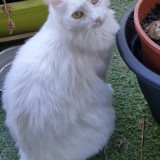 Perle