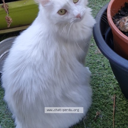 Photo 1/1 Perle Chat perdu à Montpellier