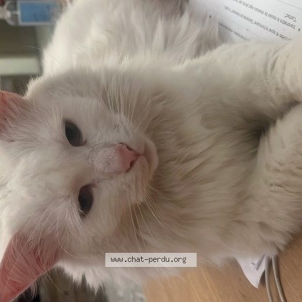 Photo de chat perdu à Roubaix