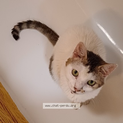 Photo de chat perdu à Orleans