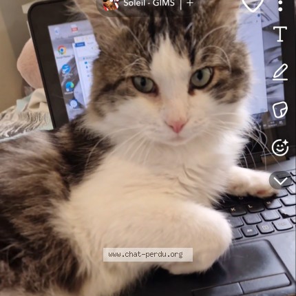 Photo 1/3 June Chat perdu à Reze