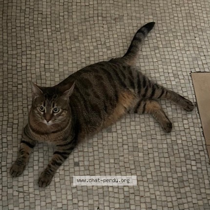 Photo 1/1 Chat trouvé Trouvé à Paris