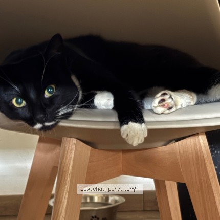 Photo de chat perdu à Cambrai