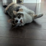 vanille