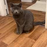 Archibald