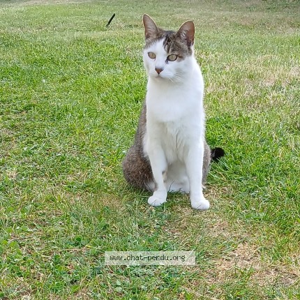Photo 1/1 Chat retrouvé Perdu à Andernos Les Bains