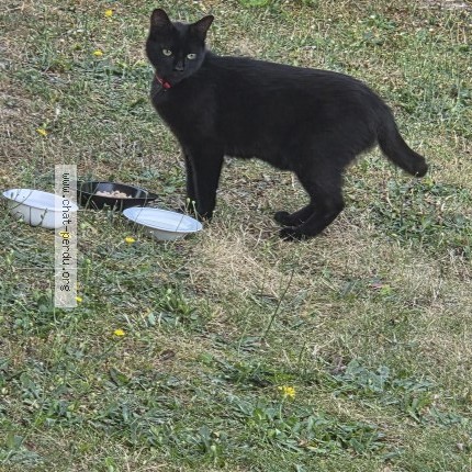 Photo 1/1 Chat trouvé Trouvé à Saint Jean De La Ruelle