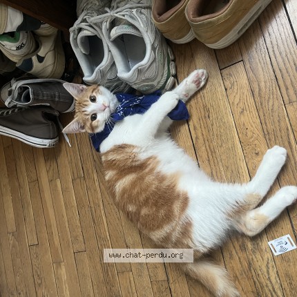 Photo 1/1 Marley Chat perdu à Paris
