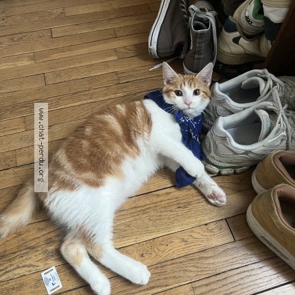 Photo 1/1 Marley Chat perdu à Paris