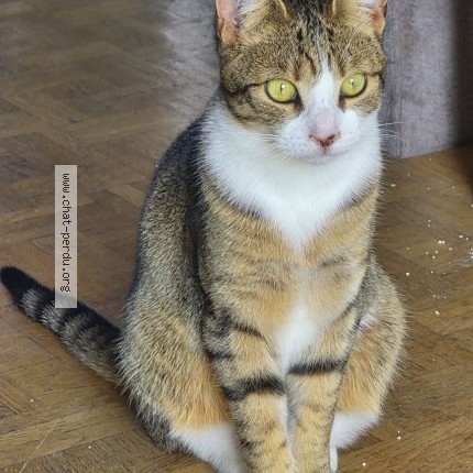 Photo 1/1 Chat retrouvé Perdu à Orly