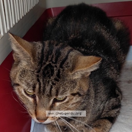 Photo de chat trouvé à Houilles
