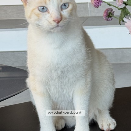 Photo 1/1 lucky Chat perdu à La Seyne Sur Mer