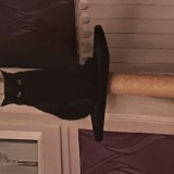 Catnisse