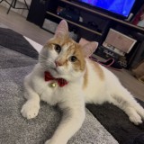Tiboo