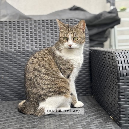 Photo 1/1 saphir Chat perdu à La Rochelle