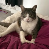 pierre