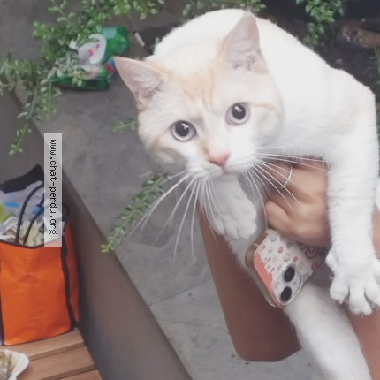 Photo 1/1 Chat retrouvé Trouvé à Bruxelles