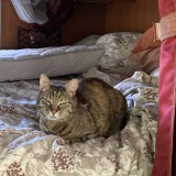 Myrtille Choupette