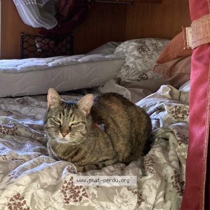 Photo 1/1 Myrtille Choupette Chat perdu à Lans En Vercors