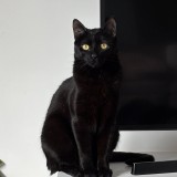 Jude