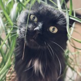 mimi