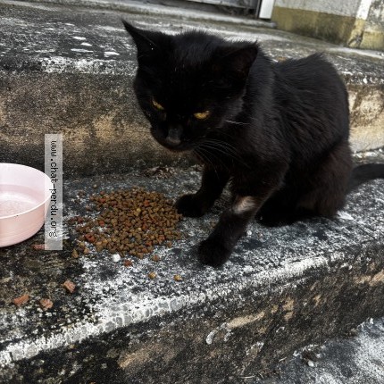 Photo 1/1 Chat trouvé Trouvé à Saint Gengoux De Scisse