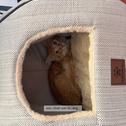 Photo 1/1 sodebo Chat perdu à Erce Pres Liffre