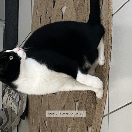 Photo 1/1 minakoumi Chat perdu à Romorantin