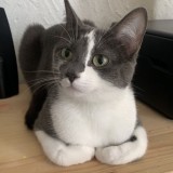 Bebe
