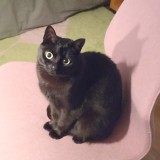 Susu