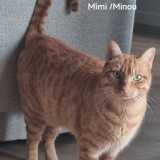 Minou