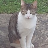 tixie