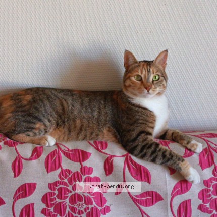 Photo 1/2 Mina Chat perdu à Paris