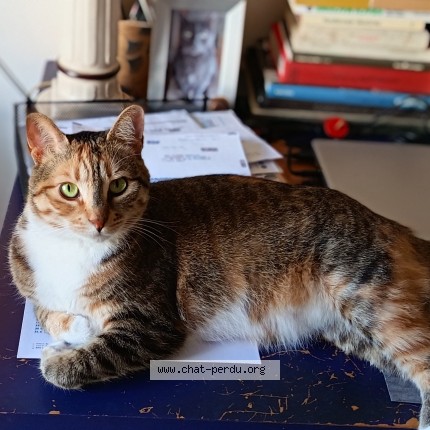 Photo 2/2 Mina Chat perdu à Paris
