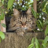 Chat m&acirc;le