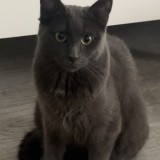 Mimi