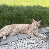 simba