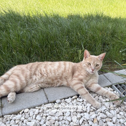 Photo 1/1 simba Chat perdu à Wittenheim