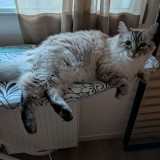 Padm&eacute;