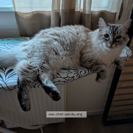 Photo de chat perdu à Merignac