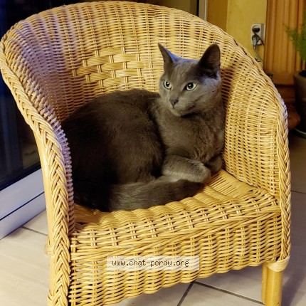 Photo de chat perdu à St Jacques De La Lande