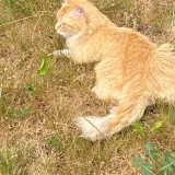 Simba