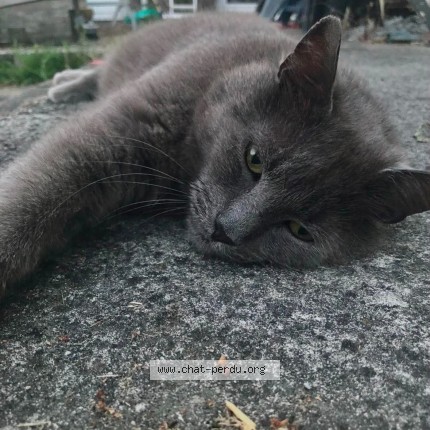 Photo 1/1 Grisou Chat perdu à Flemalle