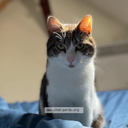 Photo de chat perdu à Lille