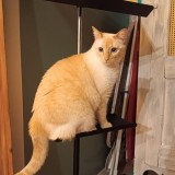 Ravelle