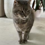 Francis