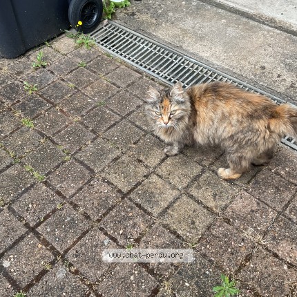 Photo 1/1 Chat trouvé Trouvé à La Meziere