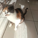 Chouquette