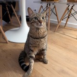 Capu